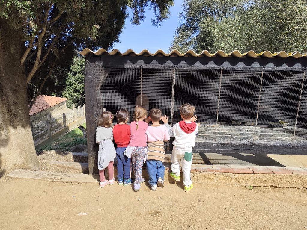 Colònies i sortida a Can Montcau Els nens i nenes d’I4 i I5 hem anat de colònies a Can Montcau, una granja-escola ubicada a La Roca del Vallès. Durant l’estada, hem pogut veure diversos animals de granja com gallines, pollets, conills, cabretes, ovelles o cavalls, entre d’altres. No només els hem pogut observar, sinó que també els hem pogut tocar, donar de menjar i interactuar amb ells, mostrant curiositat i respecte. A més, hem realitzat una activitat molt especial: l’elaboració de la nostra pròpia mona de Pasqua, que després ens hem emportat a casa. El segon dia, els infants d’I3 es van afegir a la sortida per fer la visita a la granja. Van poder gaudir també del contacte amb els animals i de l’entorn, compartint una estona molt especial amb els companys/es més grans. Ha estat una gran oportunitat per reforçar vincles i compartir moments únics fora de l’aula, afavorit el joc lliure, la convivència i la descoberta.